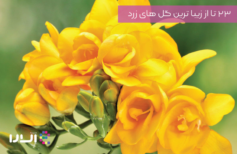 23 تا از زیبا ترین گل های زرد